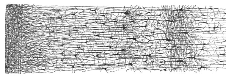 Representação da conexão de neurônios no córtex cerebral [25, p. 363].